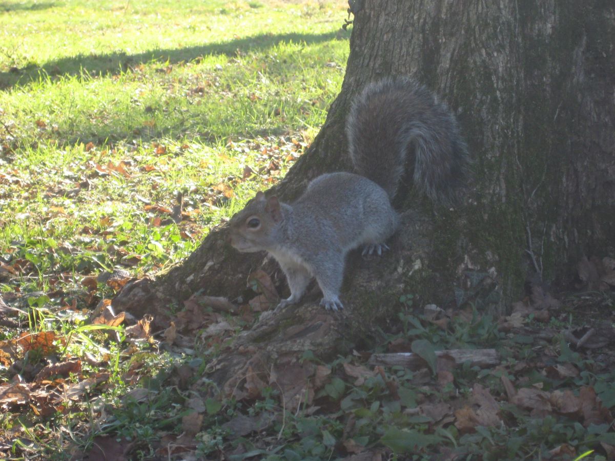 a squirrel